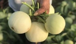 陕西新瓜最新爆料,揭秘背后惊人真相