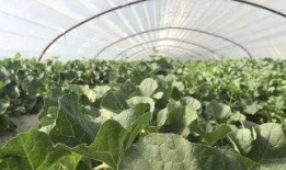 陕西新瓜最新爆料,揭秘背后惊人真相